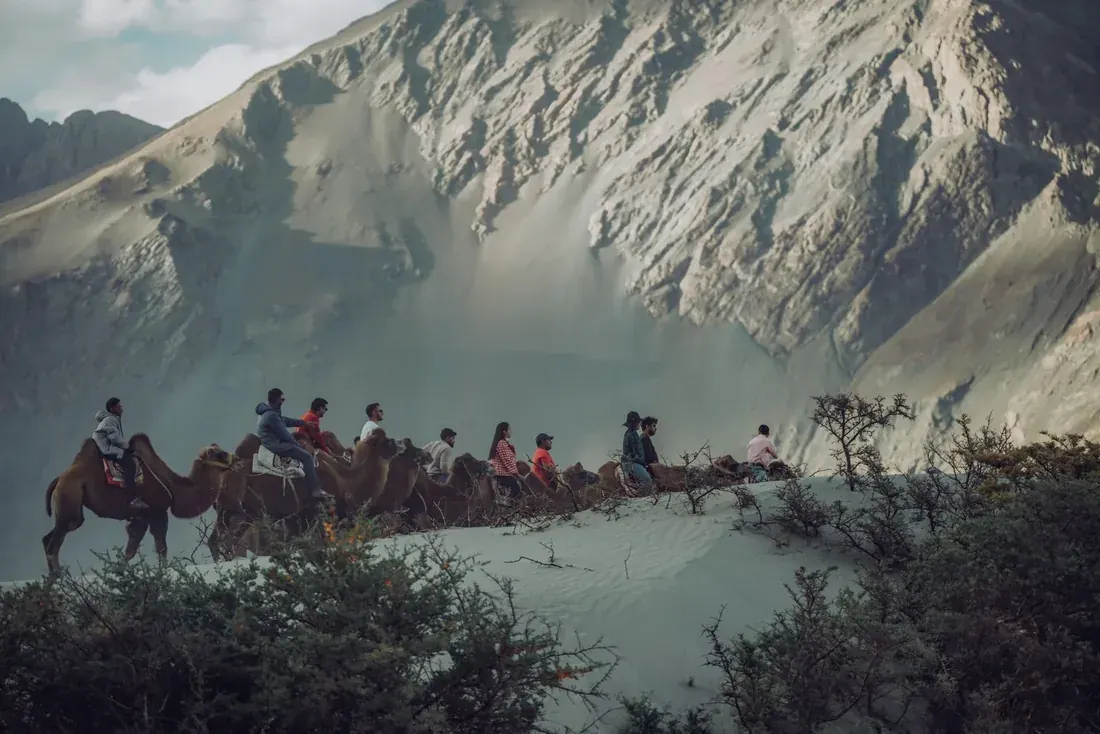 Camel Safari — promoted early by TIH